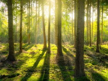 seguros-forestales