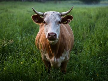 seguro-ganado-vacas