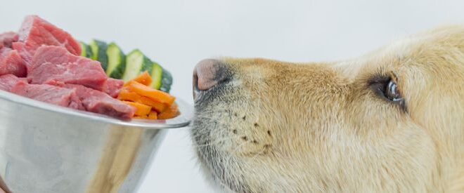 alimentos tóxicos para perros