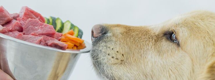 alimentos tóxicos para perros