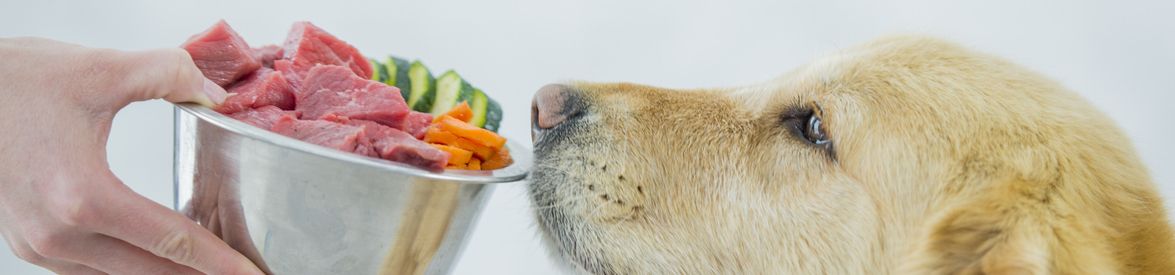 alimentos tóxicos para perros